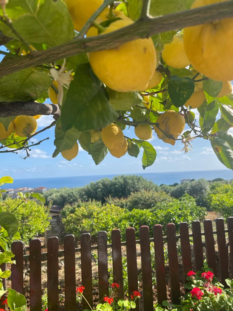 Blick aus dem Garten