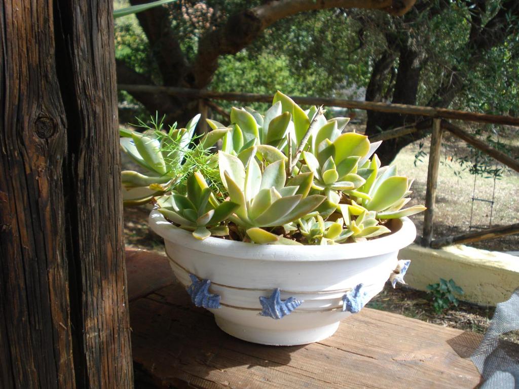 Garten Ferienhaus Cilento